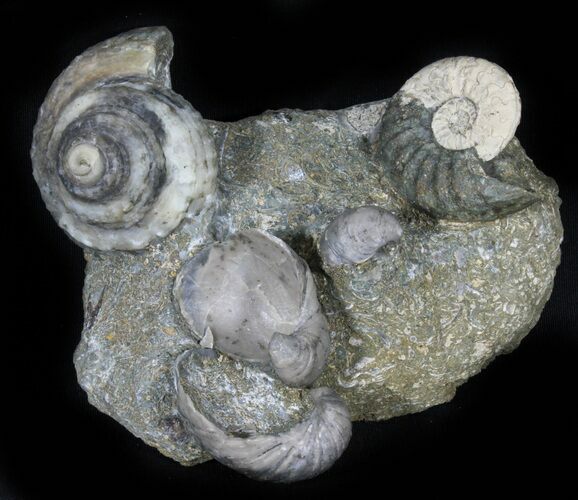Fantastic Association (Gastropod, Ammonite, Bivalves) - England #38940